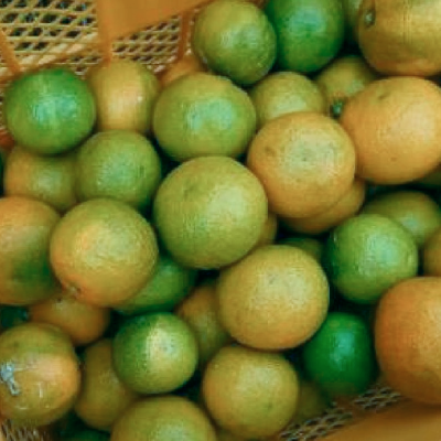 すだちポン酢ワークショップ